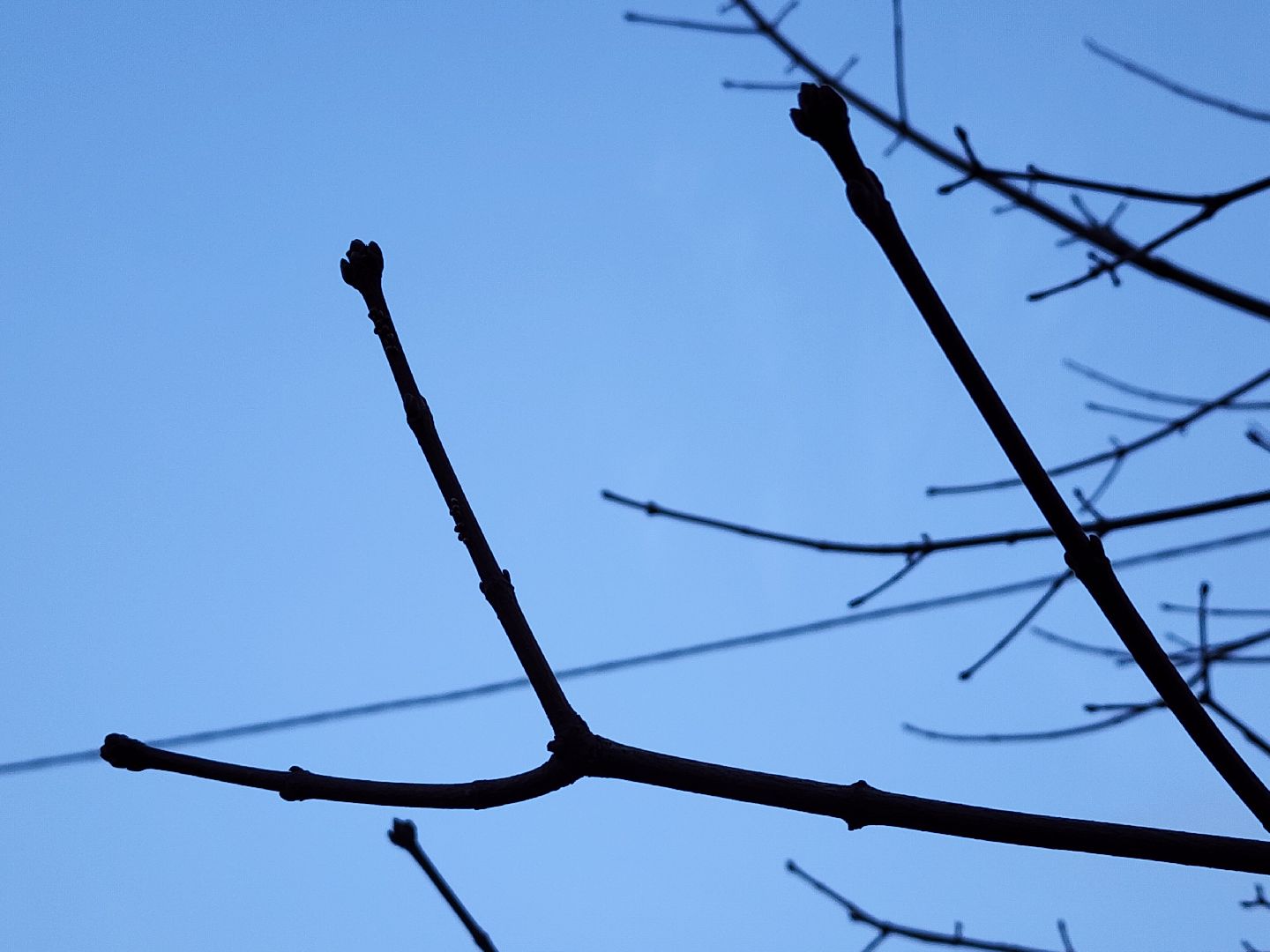 вертикалки, мытищи, деревья, растения,