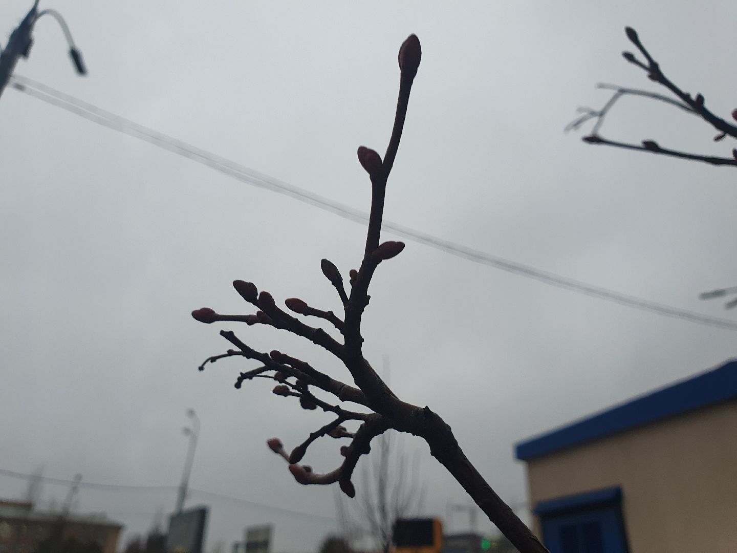 вертикалки, мытищи, деревья, растения,