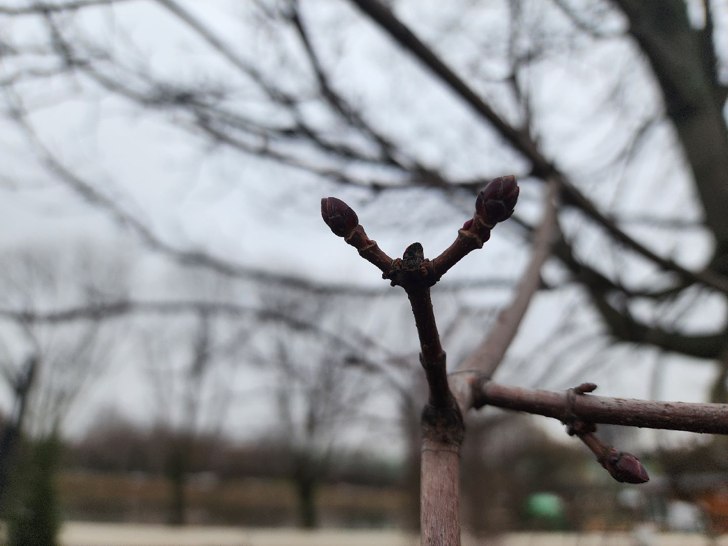 вертикалки, мытищи, деревья, растения,