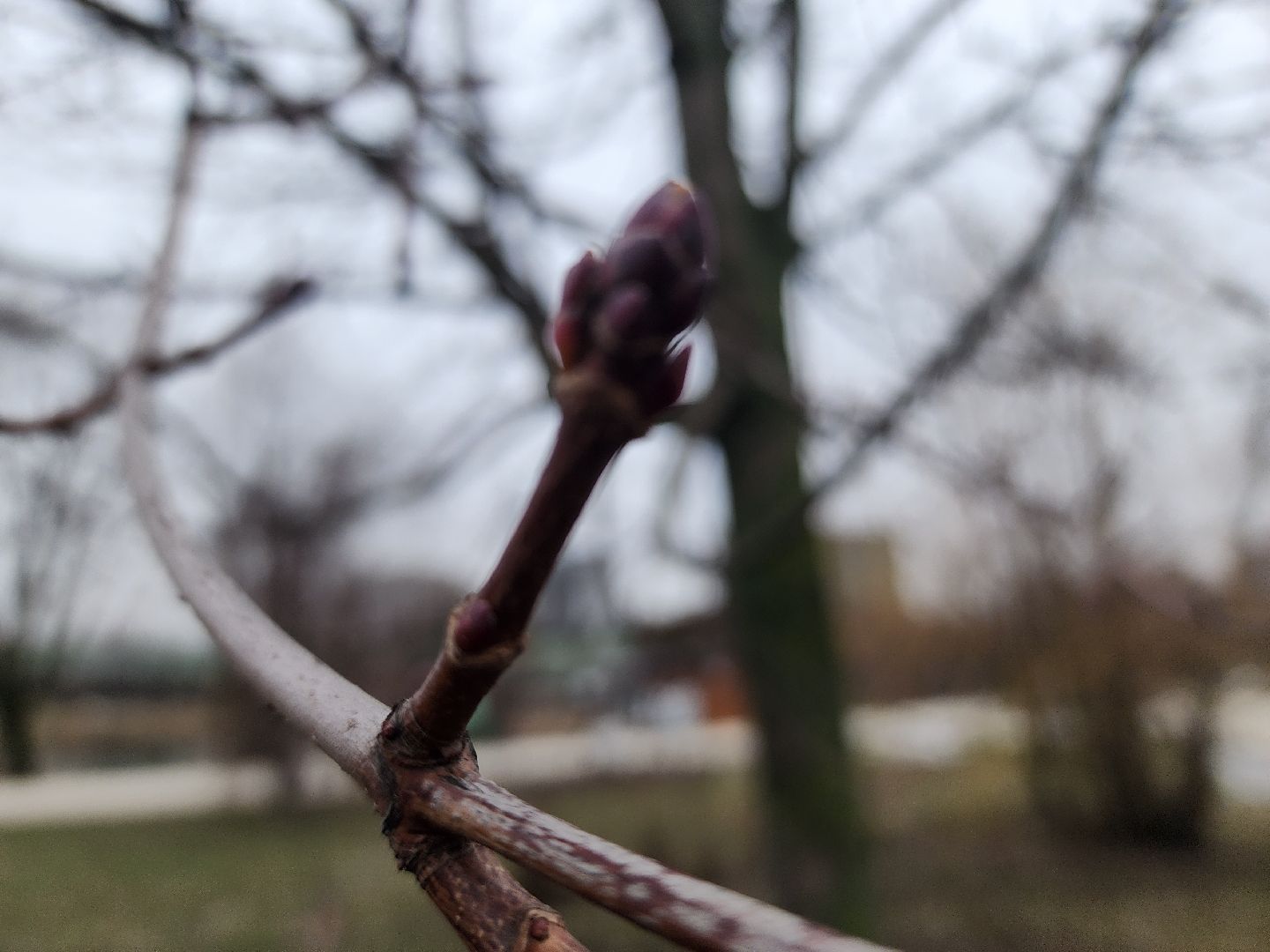 вертикалки, мытищи, деревья, растения,