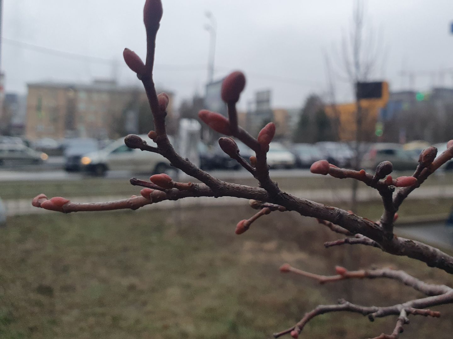 вертикалки, мытищи, деревья, растения,