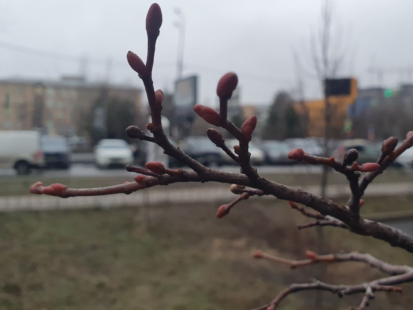 вертикалки, мытищи, деревья, растения,