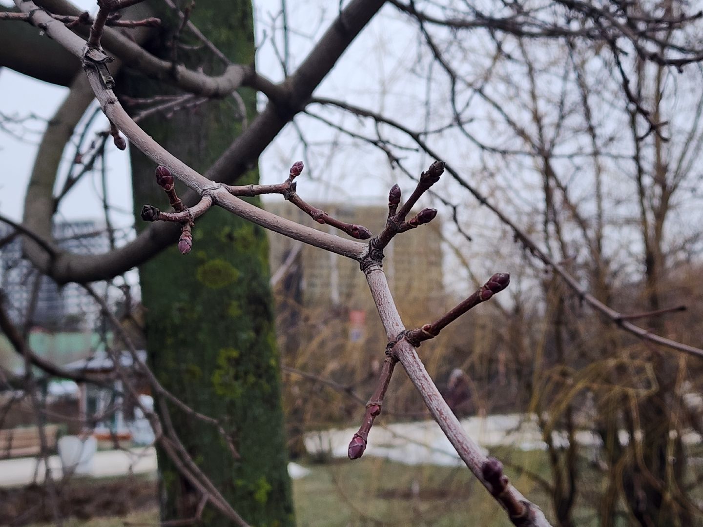 вертикалки, мытищи, деревья, растения,