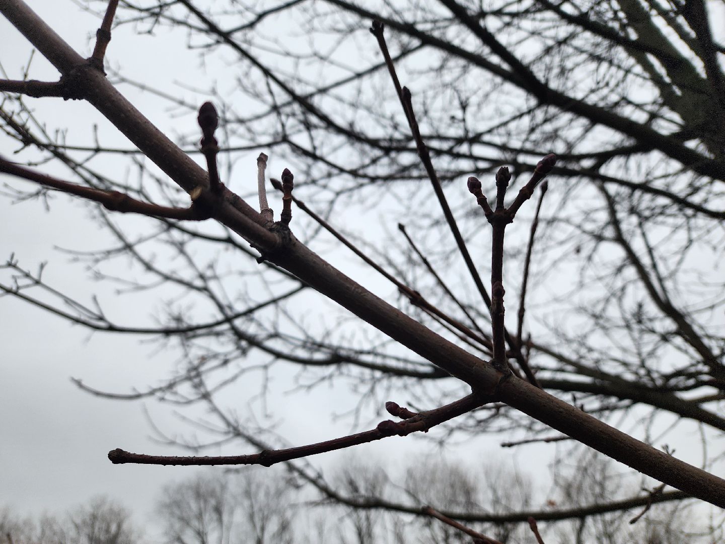 вертикалки, мытищи, деревья, растения,