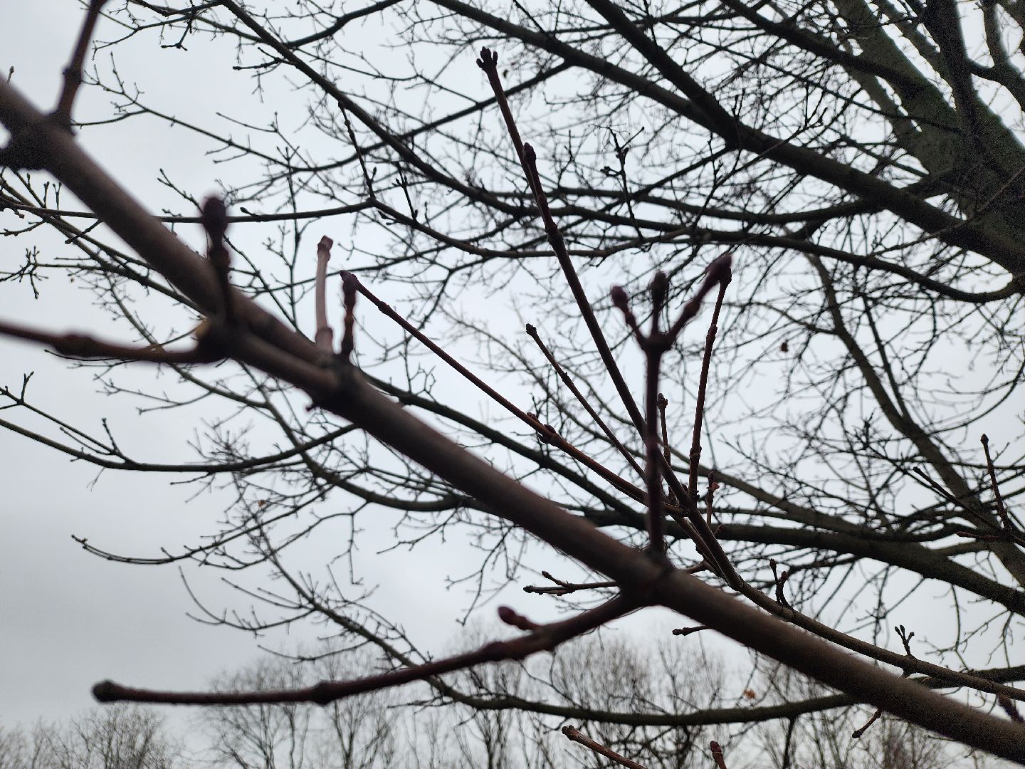 вертикалки, мытищи, деревья, растения,