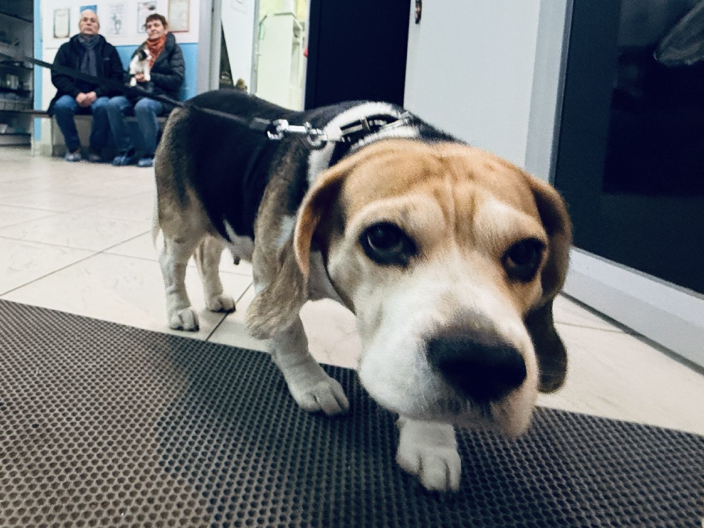 бешенство, раменское, ветеринар, здоровье, клещи,