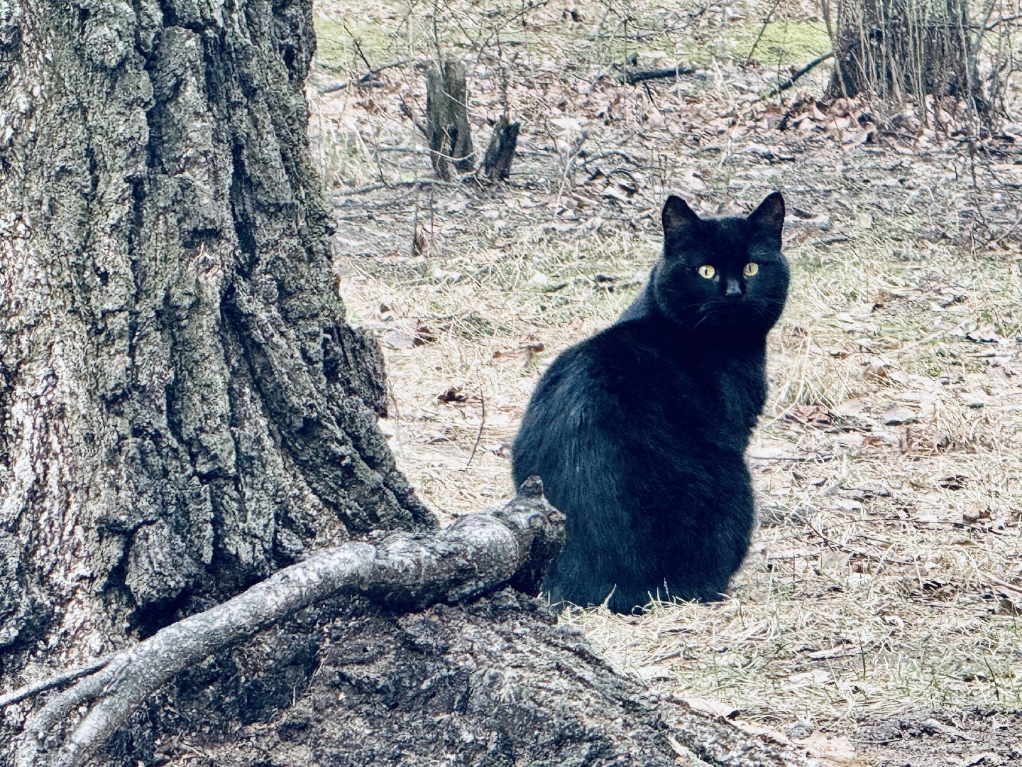 бешенство, раменское, ветеринар, здоровье, клещи,
