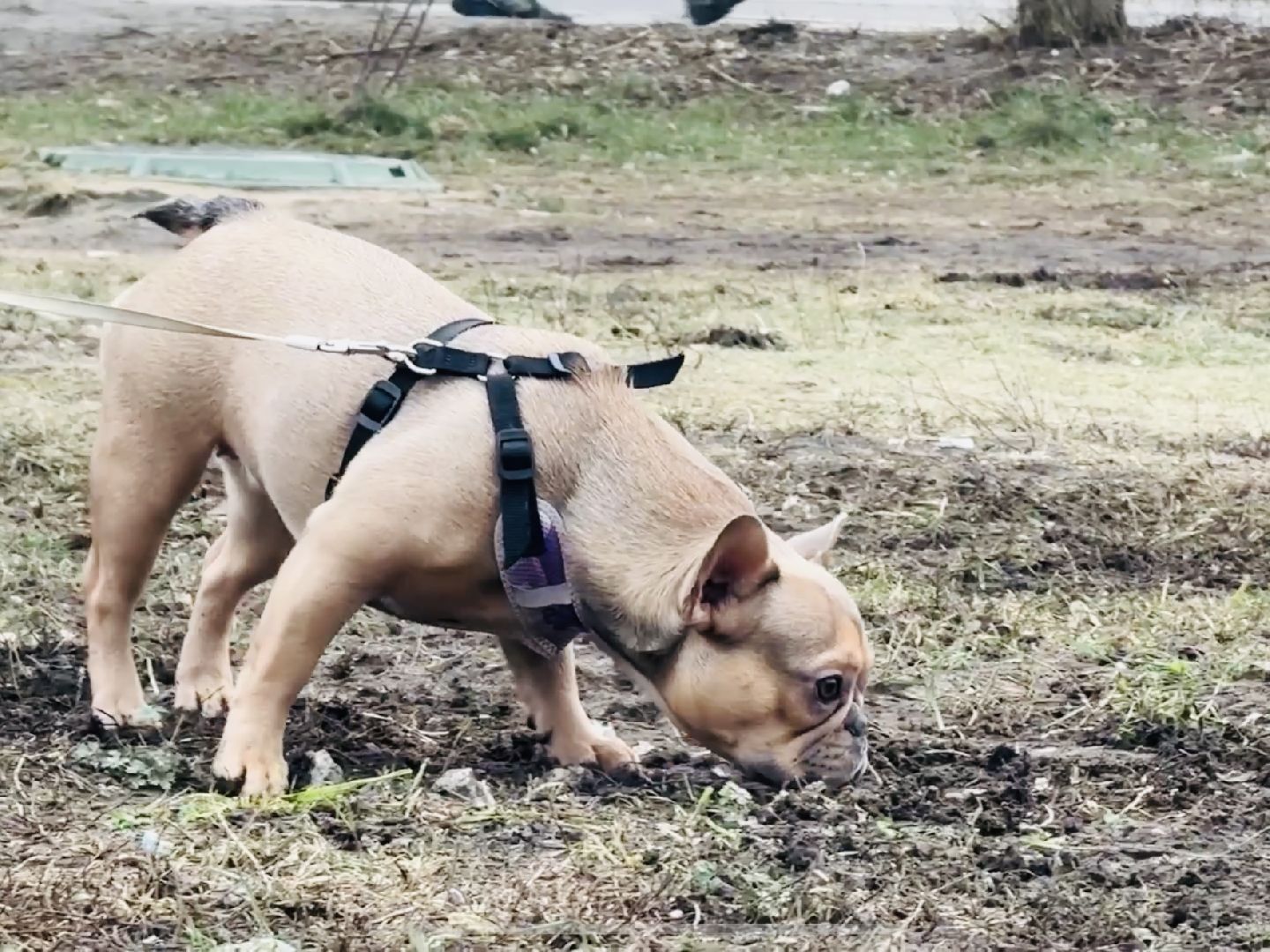 бешенство, раменское, ветеринар, здоровье, клещи,