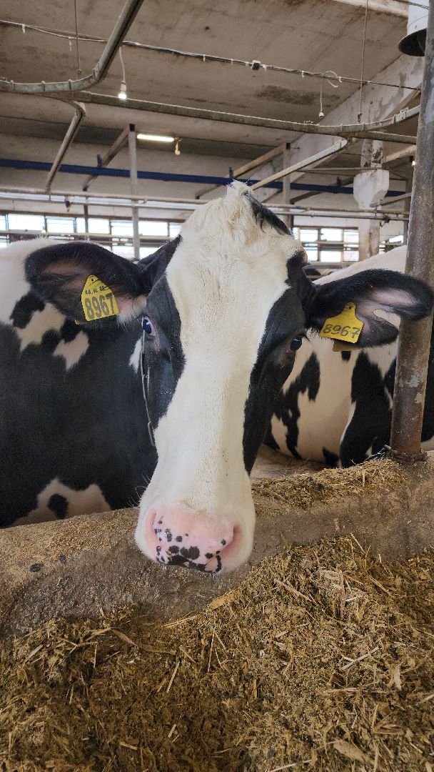 животноводство, животноводческое хозяйство, станок для обработки копыт, рабочий поселок Обухово, Богородский городской округ, вертикалки,