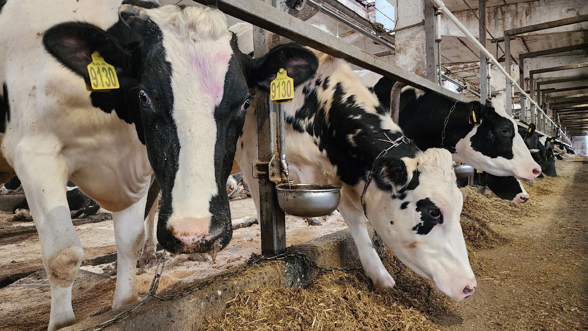 животноводство, животноводческое хозяйство, станок для обработки копыт, рабочий поселок Обухово, Богородский городской округ, вертикалки,