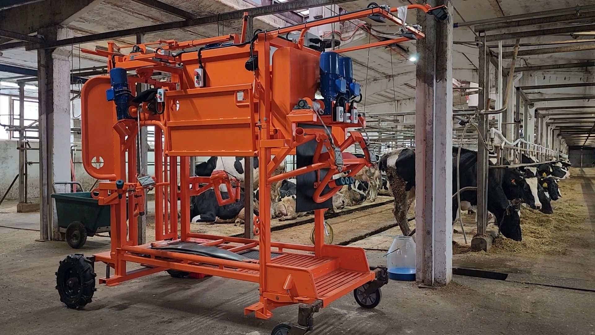 животноводство, животноводческое хозяйство, станок для обработки копыт, рабочий поселок Обухово, Богородский городской округ, вертикалки,