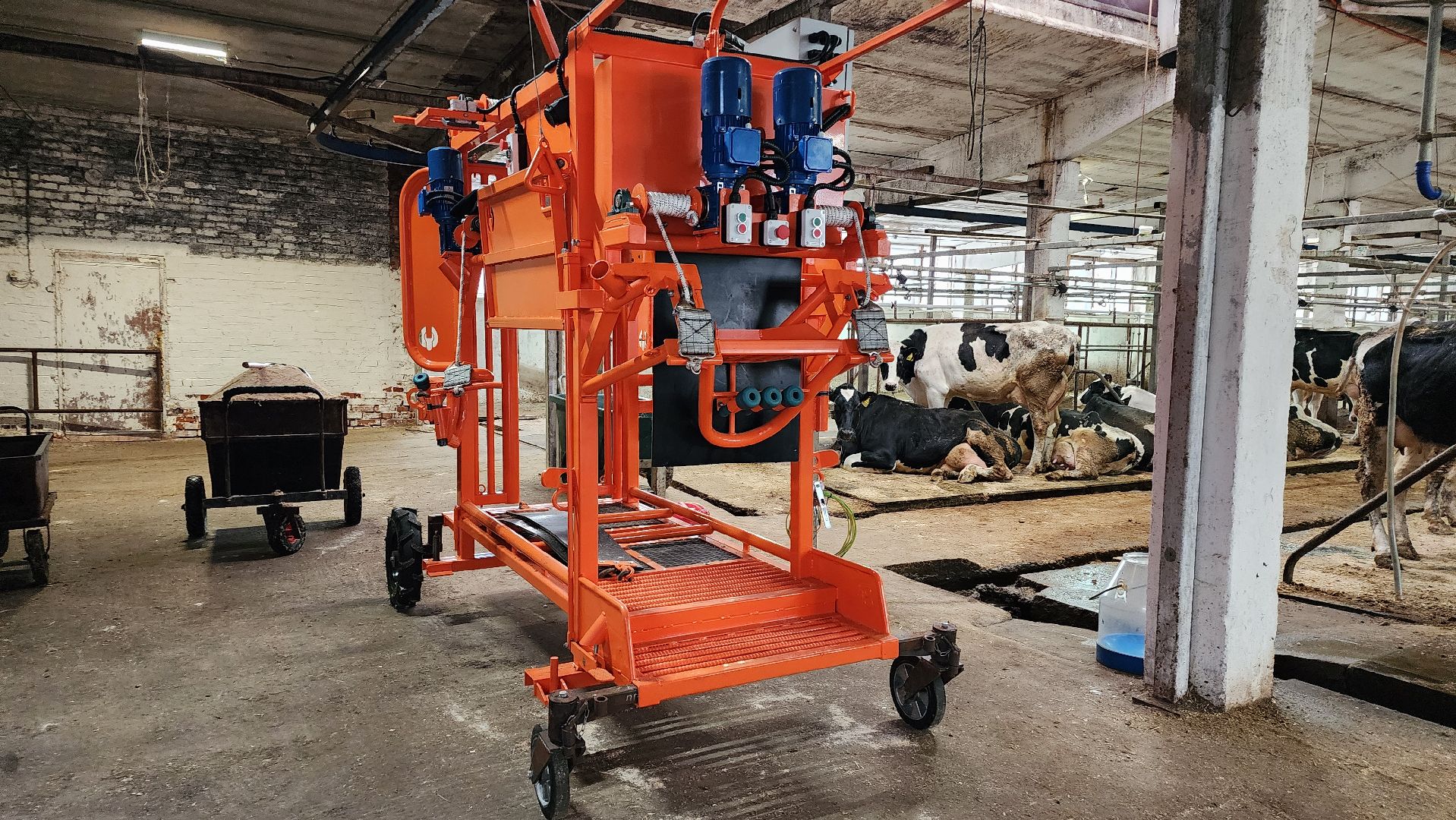 животноводство, животноводческое хозяйство, станок для обработки копыт, рабочий поселок Обухово, Богородский городской округ, вертикалки,