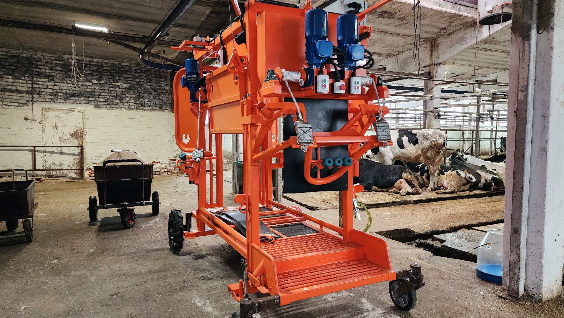 животноводство, животноводческое хозяйство, станок для обработки копыт, рабочий поселок Обухово, Богородский городской округ, вертикалки,