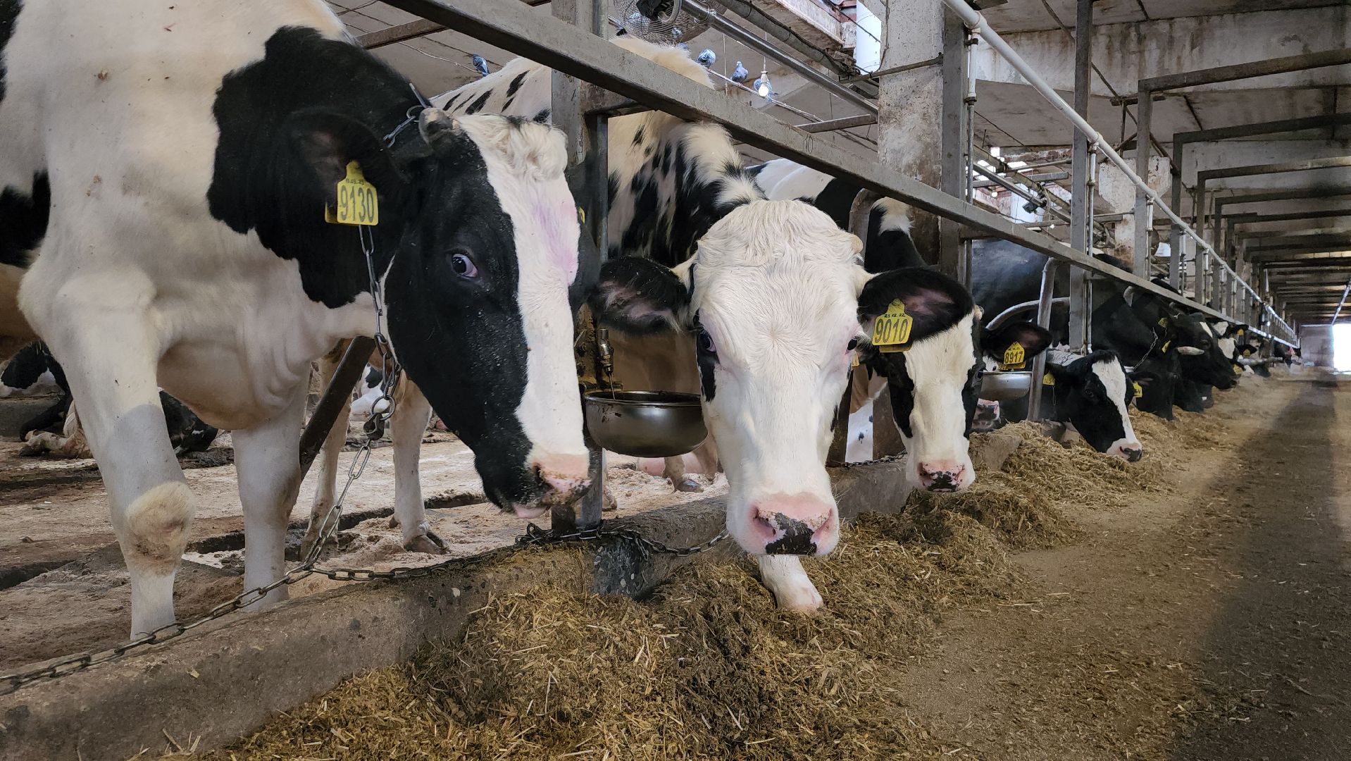 животноводство, животноводческое хозяйство, станок для обработки копыт, рабочий поселок Обухово, Богородский городской округ, вертикалки,