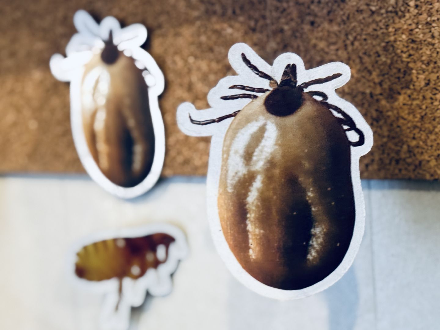 клещи, ветеринар, раменское, подмосковье,