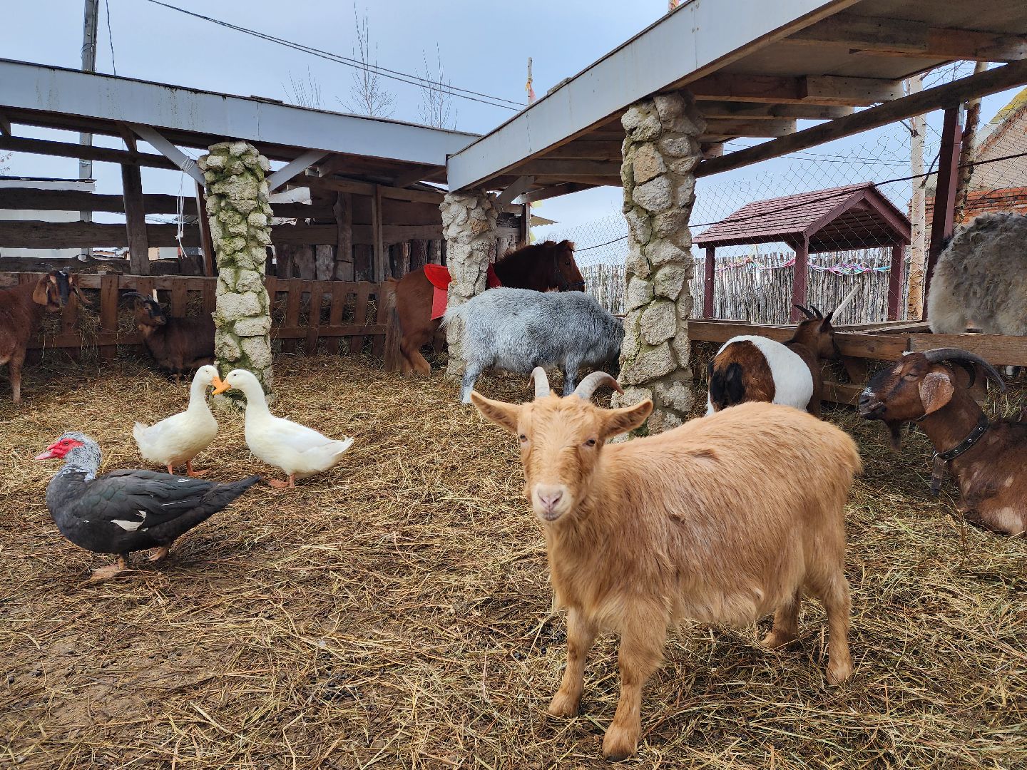 раменское, туризм, ферма 56, пони, вертикалка,