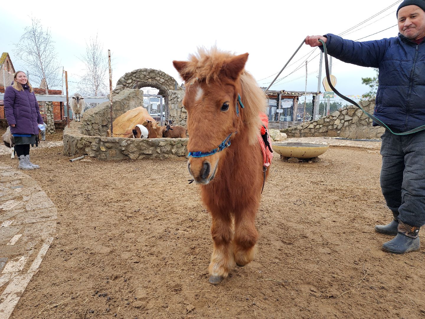 раменское, туризм, ферма 56, пони, вертикалка,