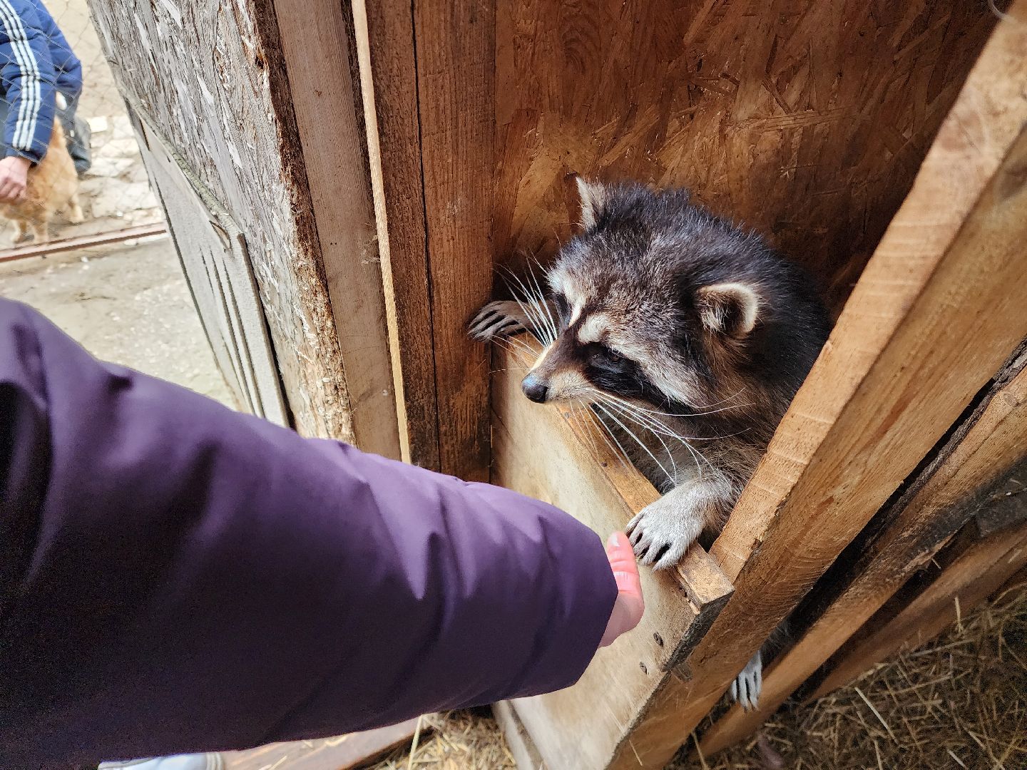 раменское, туризм, ферма 56, пони, вертикалка,