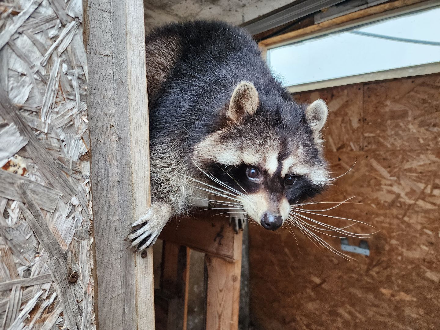 раменское, туризм, ферма 56, пони, вертикалка,