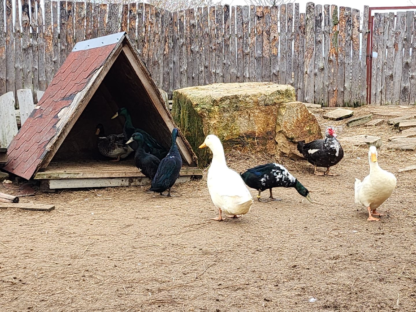 раменское, туризм, ферма 56, пони, вертикалка,