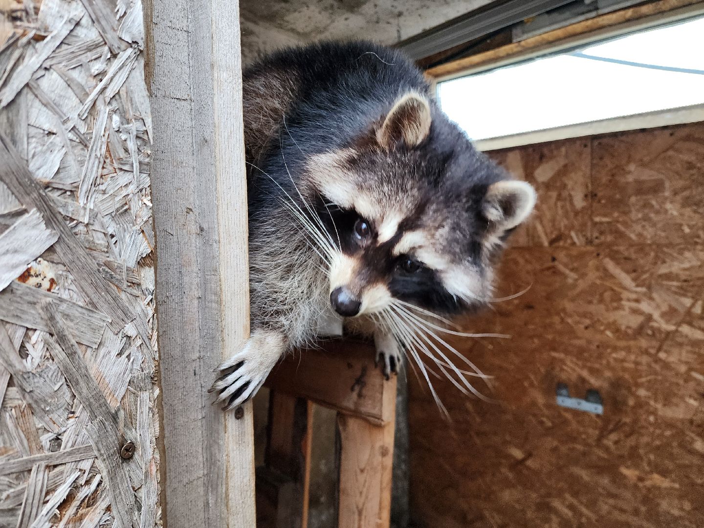 раменское, туризм, ферма 56, пони, вертикалка,