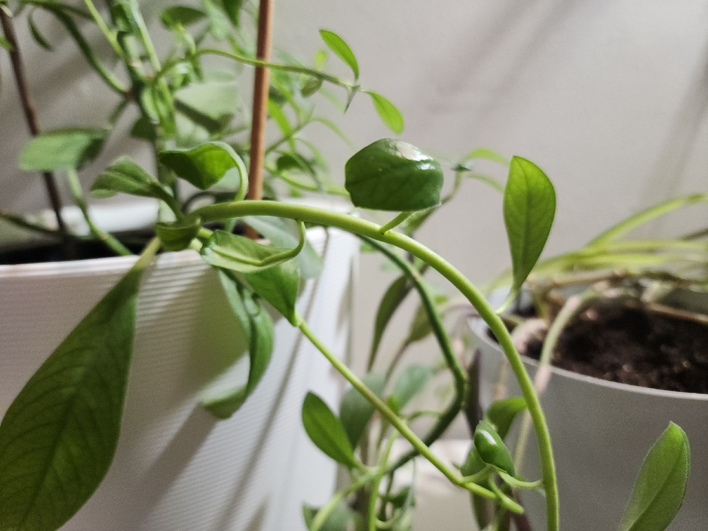 Подольск, Умный дом, Микроклимат, Увлажнитель воздуха, Комнатные цветы, вертикалки,