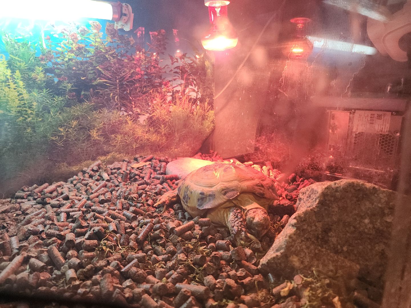 Подольск, Умный дом, Микроклимат, Увлажнитель воздуха, Комнатные цветы, вертикалки,