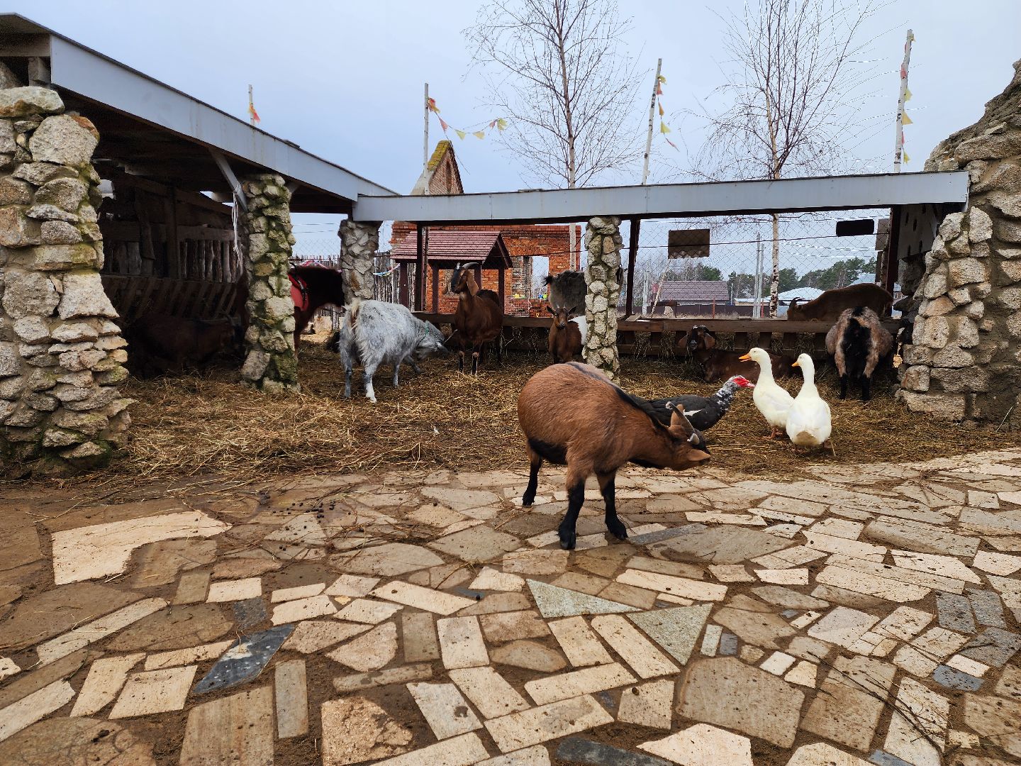 раменское, туризм, ферма 56, агрозоопарк, животные,