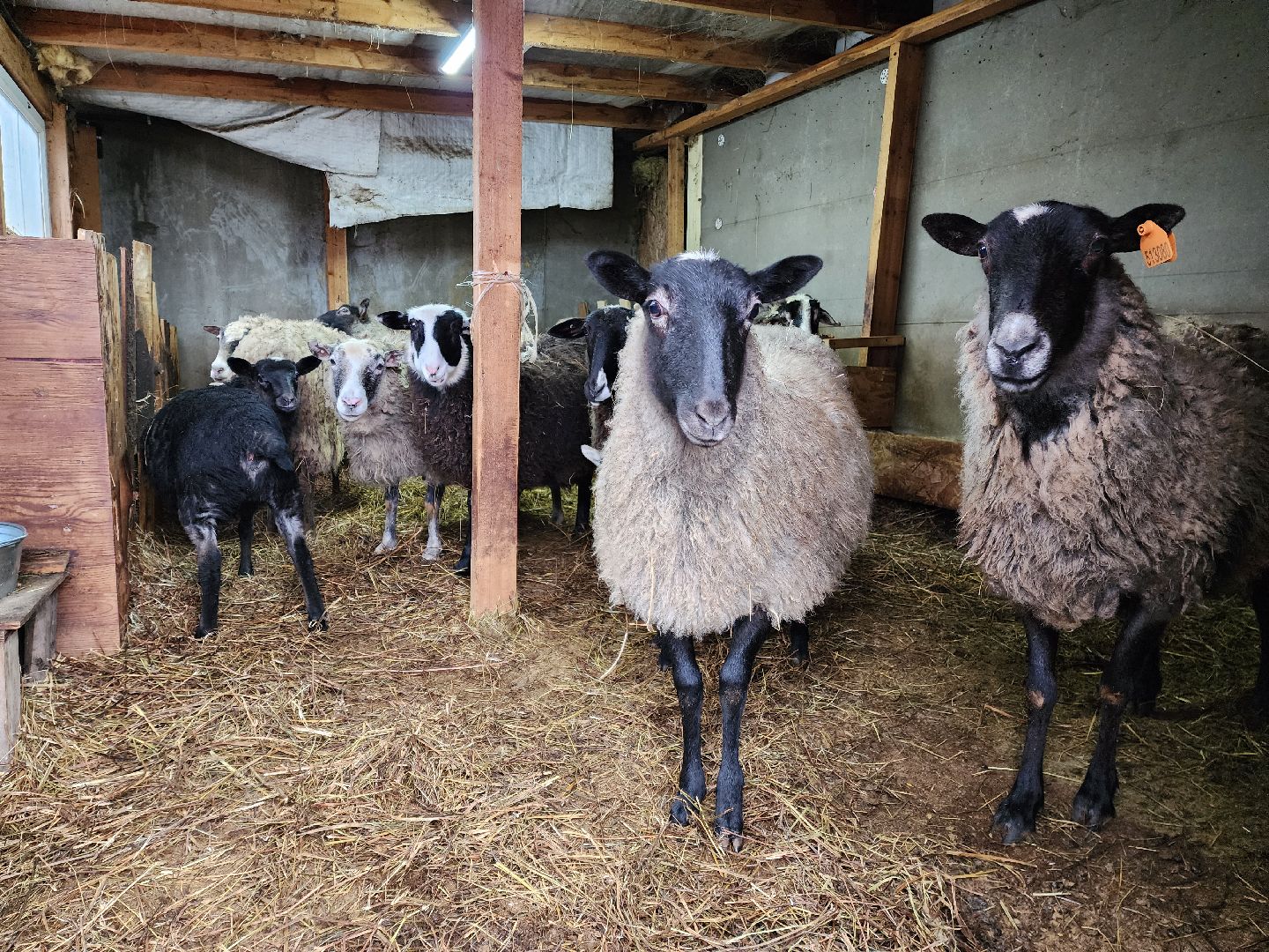 раменское, туризм, ферма 56, агрозоопарк, животные,