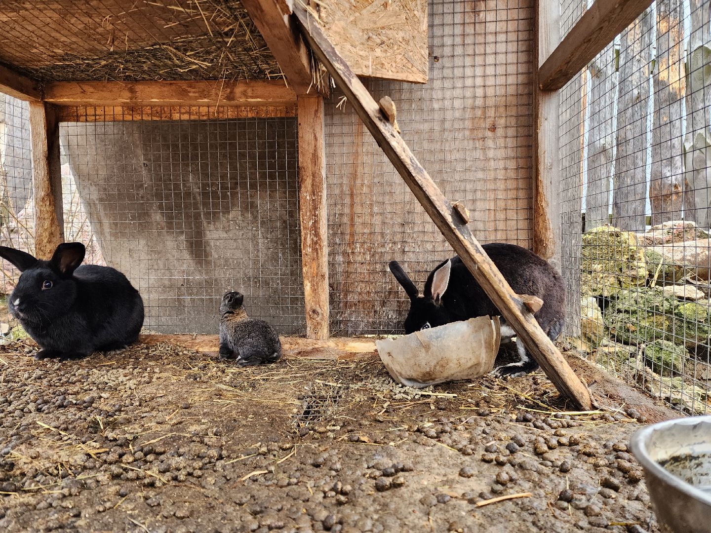 раменское, туризм, ферма 56, агрозоопарк, животные,