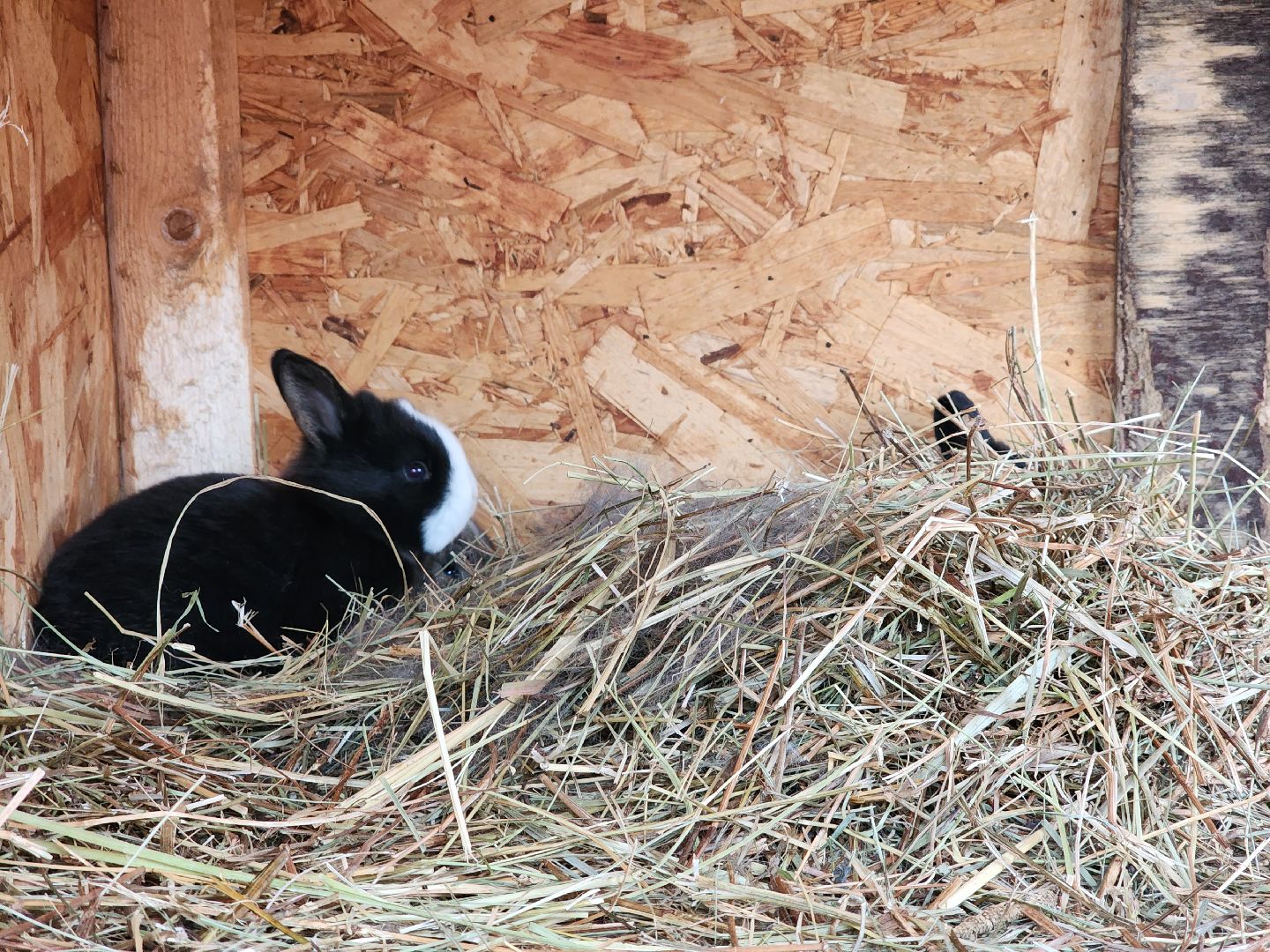 раменское, туризм, ферма 56, агрозоопарк, животные,