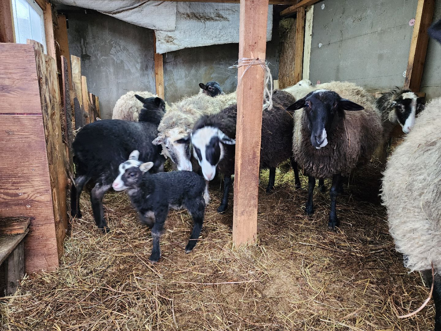 раменское, туризм, ферма 56, агрозоопарк, животные,