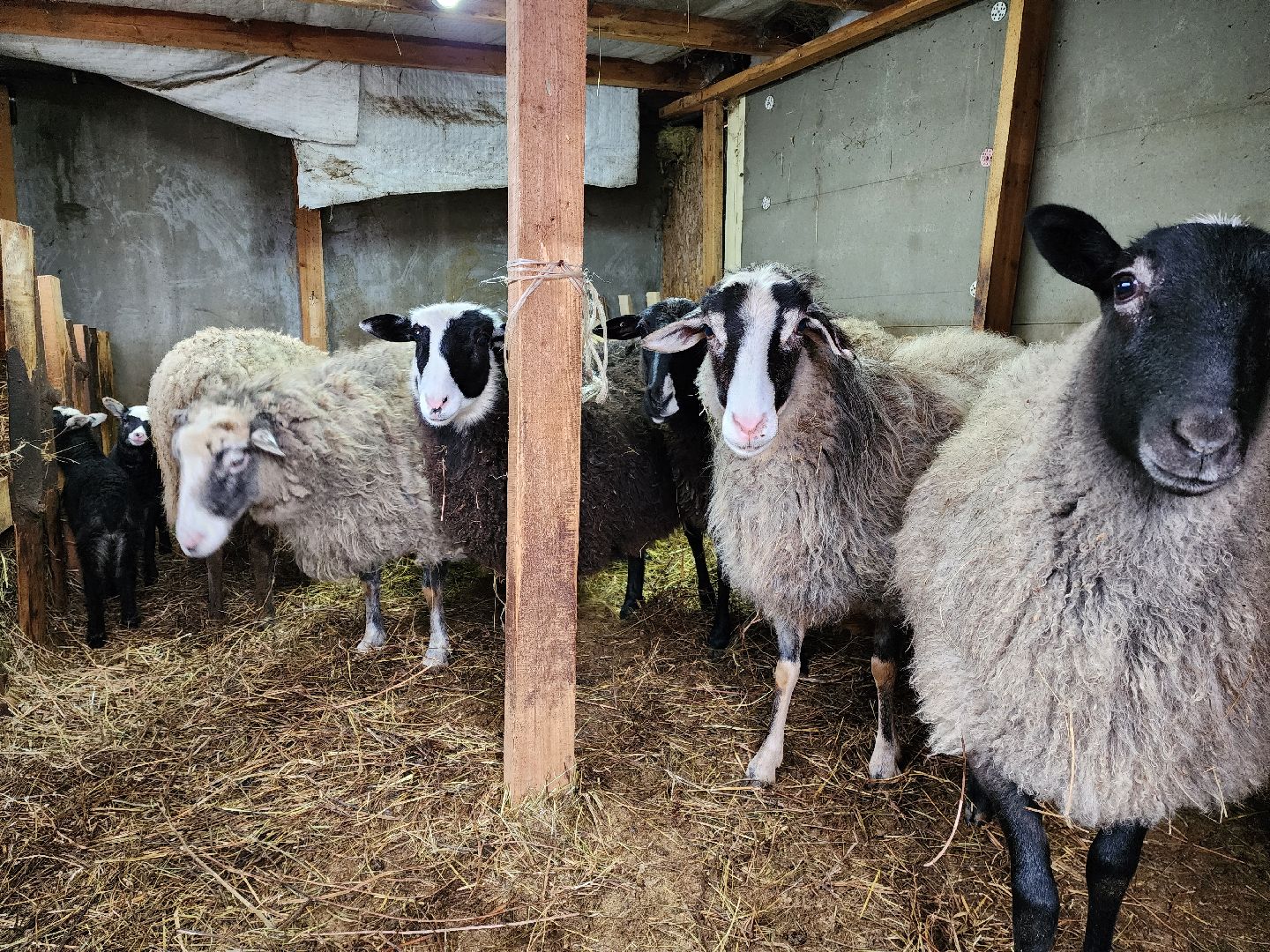 раменское, туризм, ферма 56, агрозоопарк, животные,