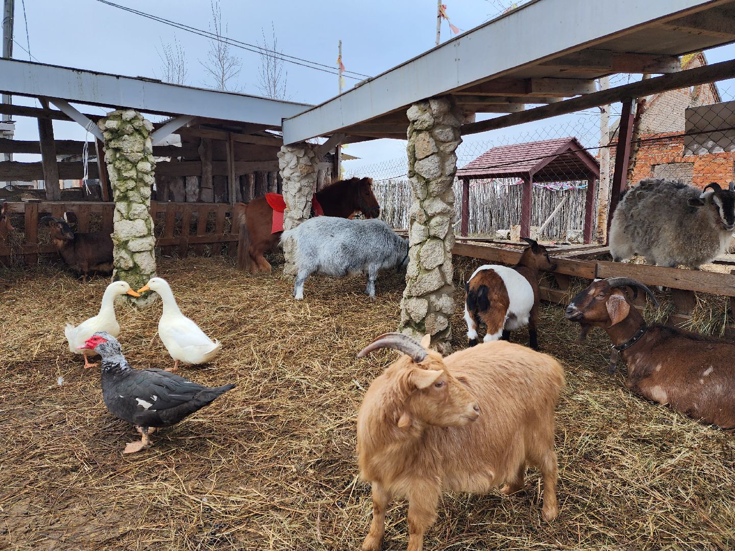 раменское, туризм, ферма 56, агрозоопарк, животные,