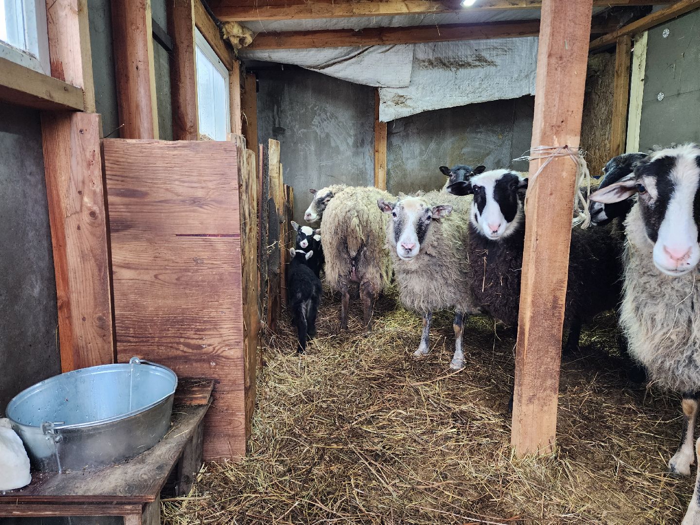 раменское, туризм, ферма 56, агрозоопарк, животные,