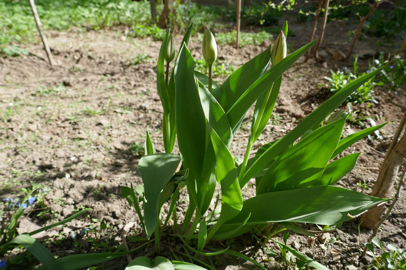 Подольск, благоустройство, субботник, цветы