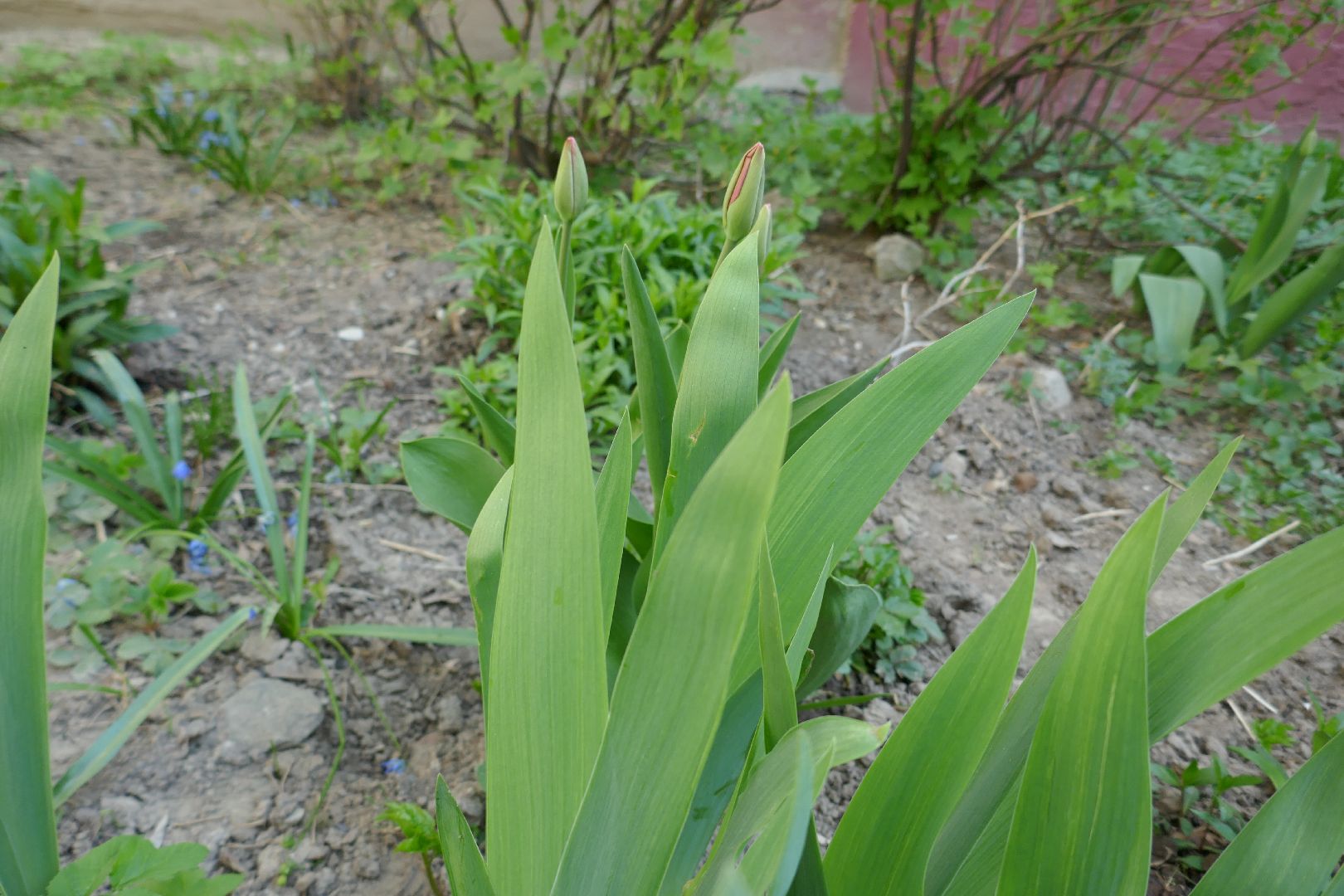 Подольск, благоустройство, субботник, цветы