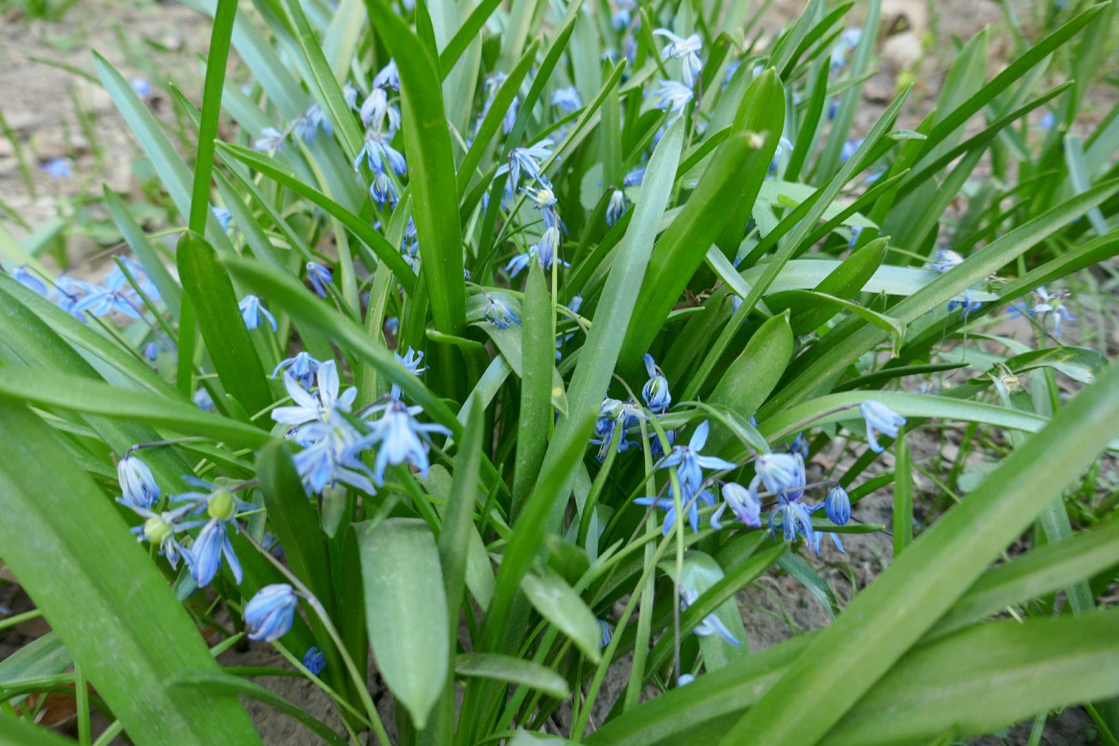 Подольск, благоустройство, субботник, цветы