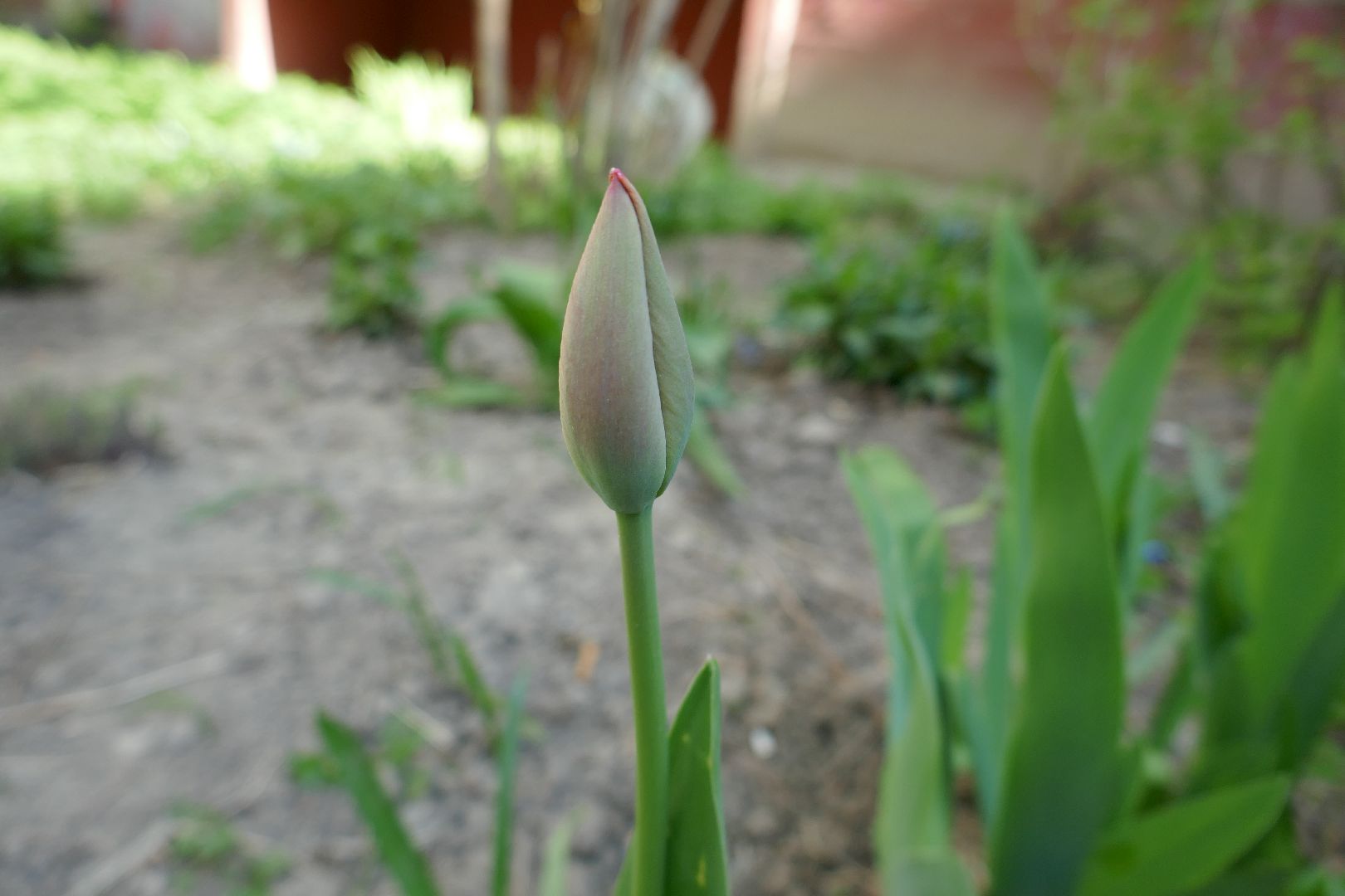 Подольск, благоустройство, субботник, цветы