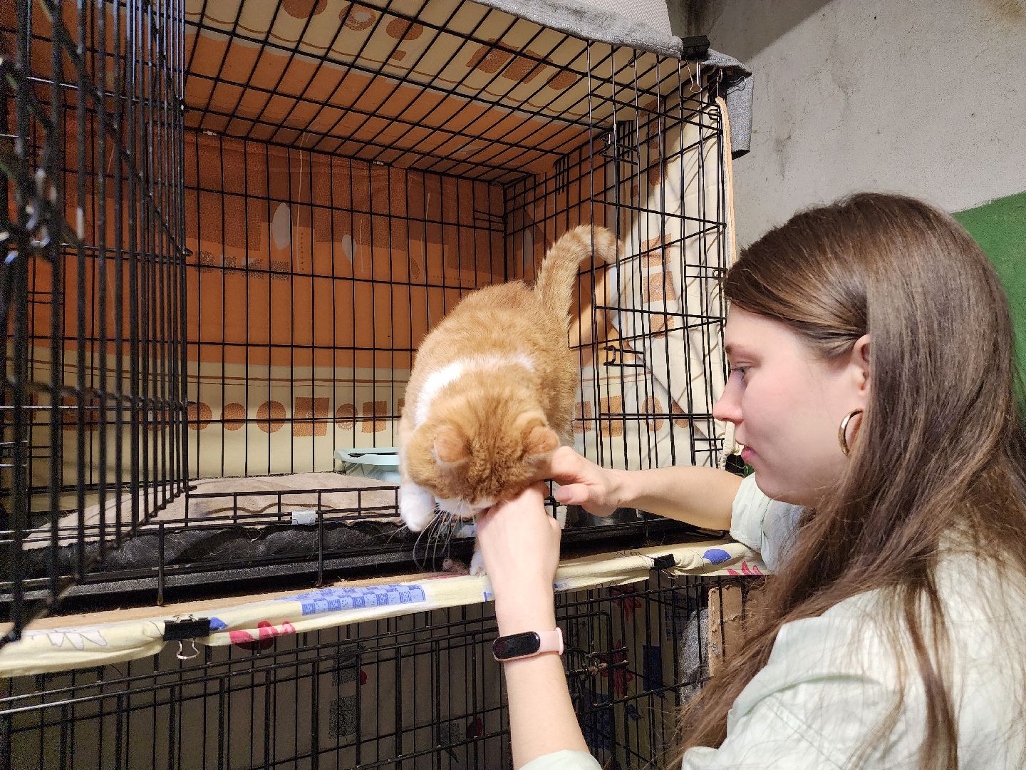 Дубна, Выставка, Благотворительная выставка, Помощь животным, Помощь приюту, вертикалки,