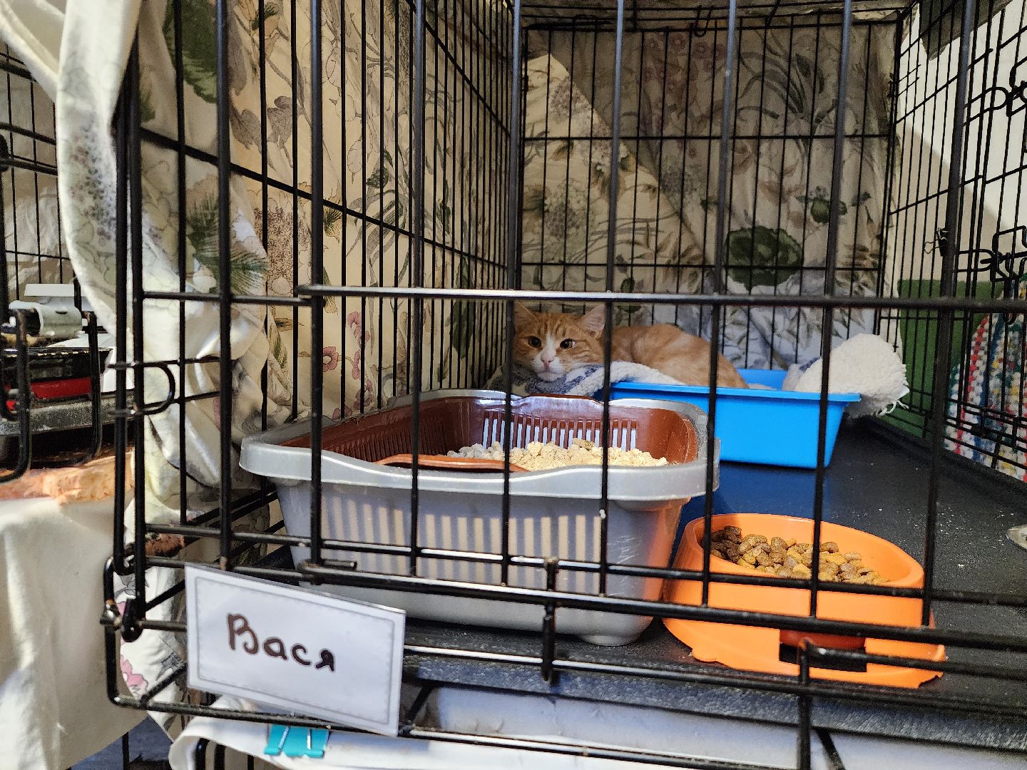 Дубна, Выставка, Благотворительная выставка, Помощь животным, Помощь приюту, вертикалки,