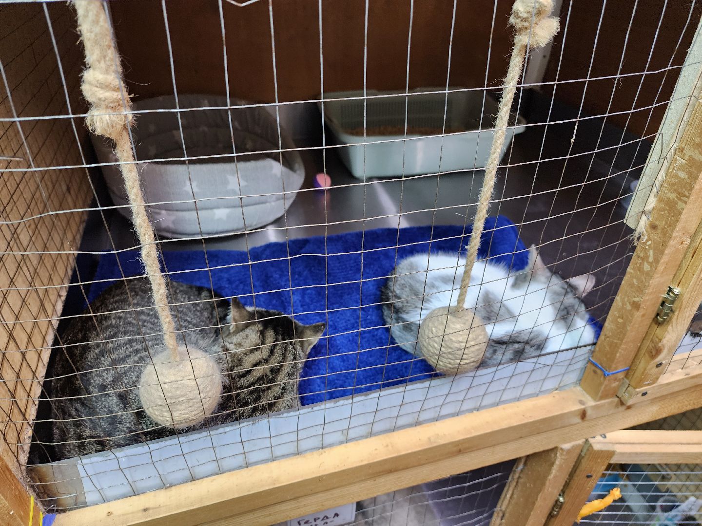 Дубна, Выставка, Благотворительная выставка, Помощь животным, Помощь приюту, вертикалки,