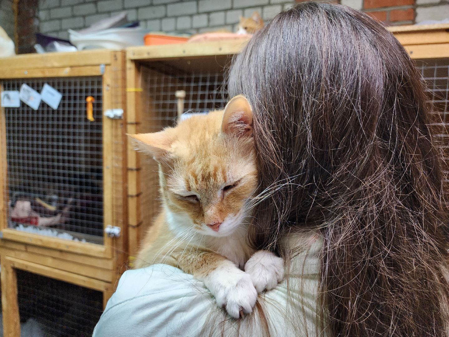 Дубна, Выставка, Благотворительная выставка, Помощь животным, Помощь приюту, вертикалки,