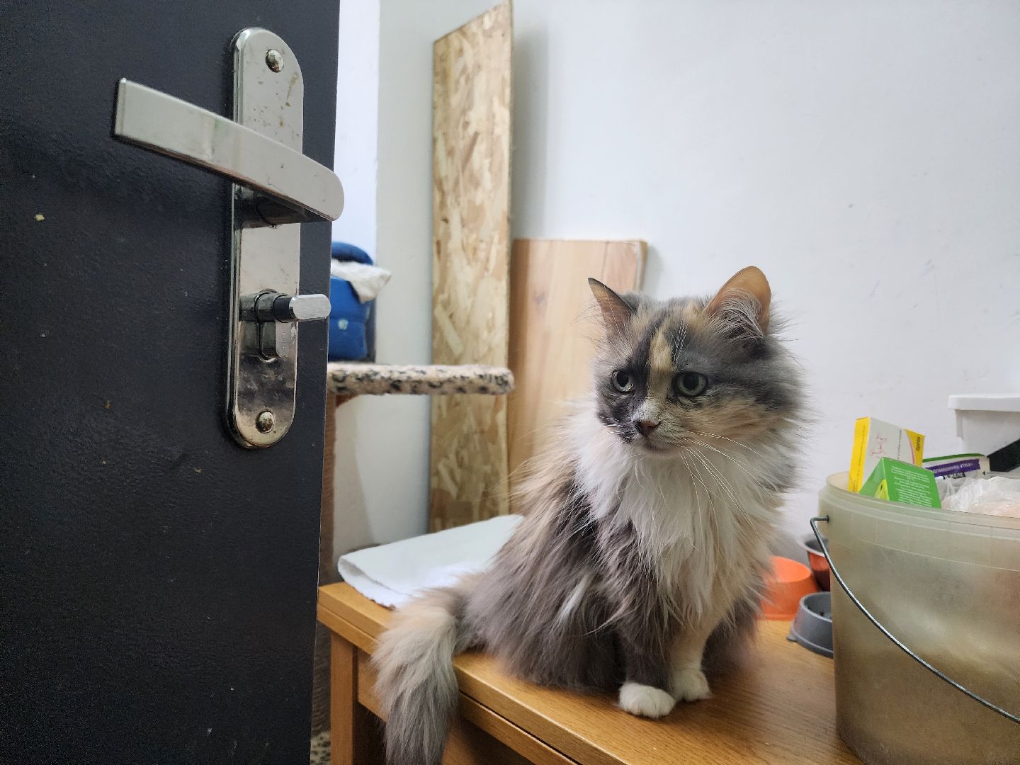 химки, приют для животных, волонтеры, кошки,