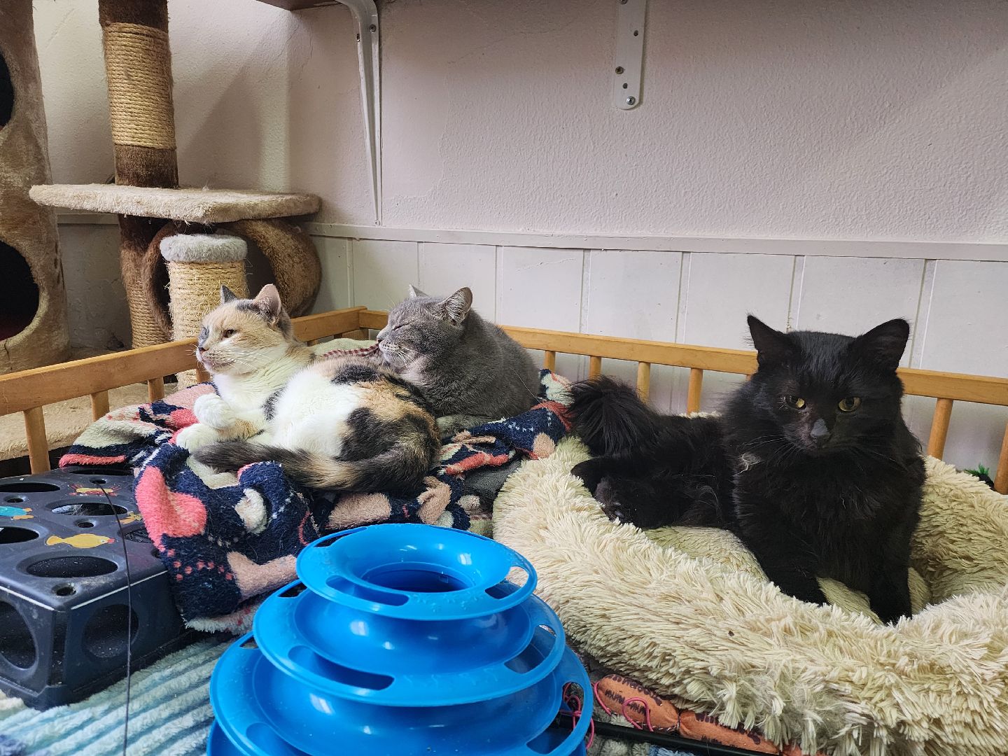 химки, приют для животных, волонтеры, кошки,