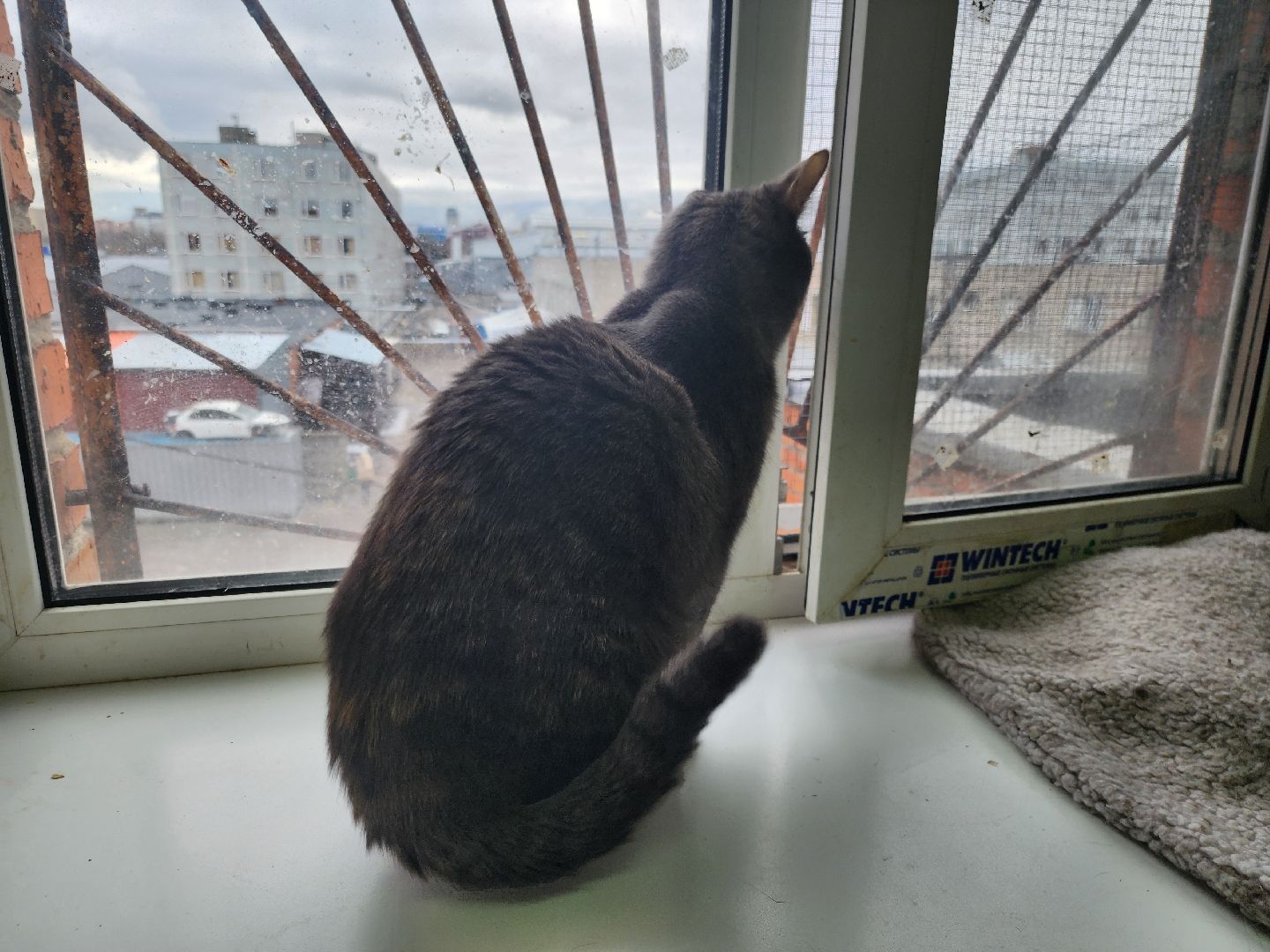 химки, приют для животных, волонтеры, кошки,