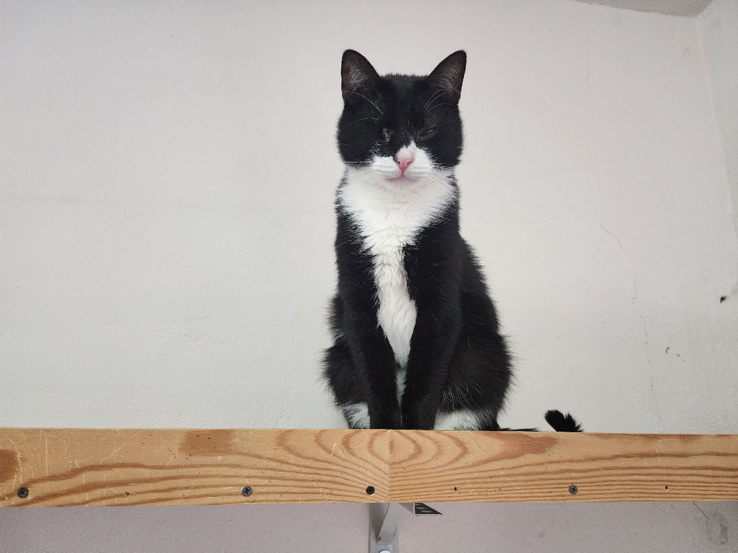 химки, приют для животных, волонтеры, кошки,