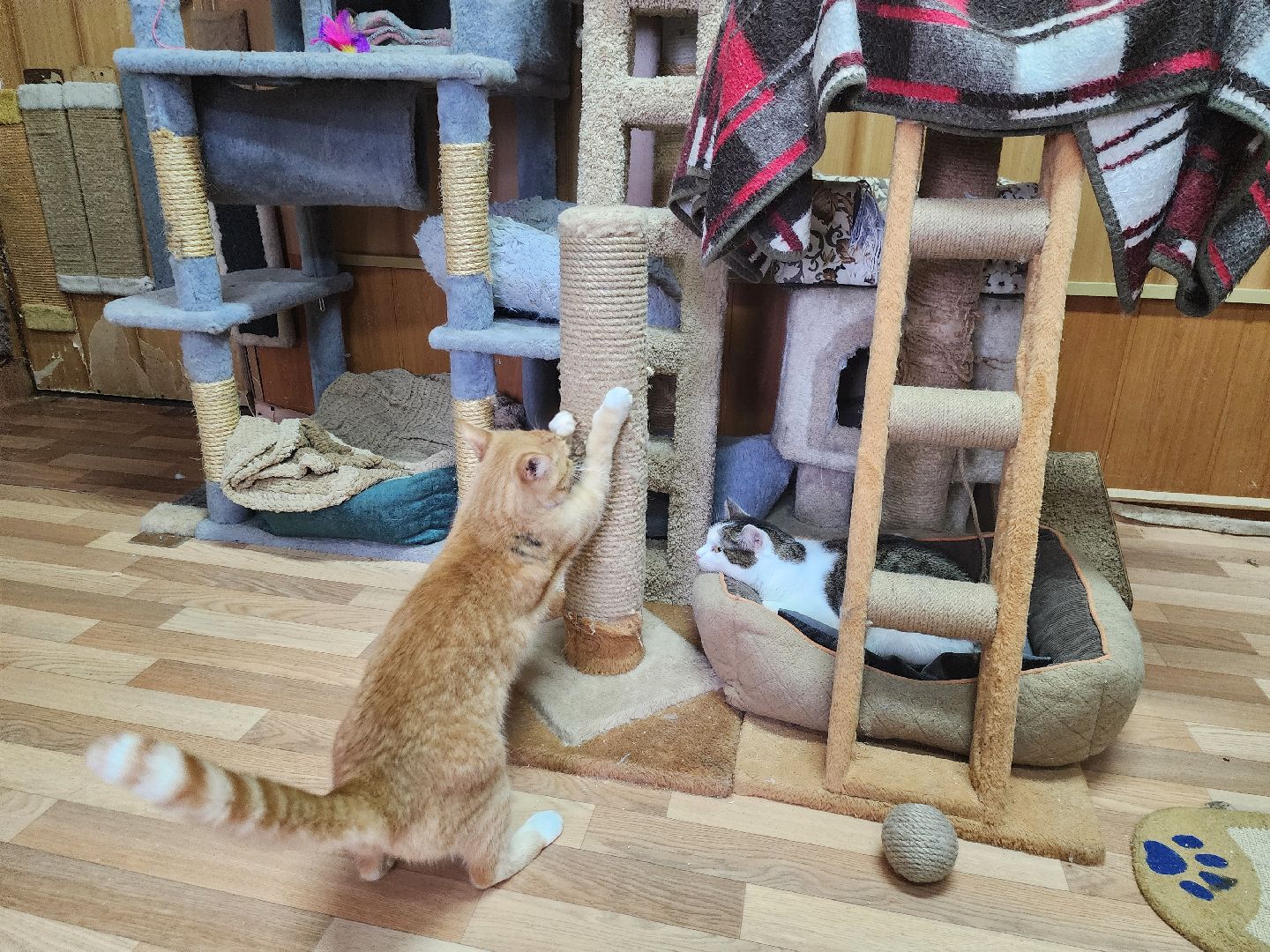 химки, приют для животных, волонтеры, кошки,