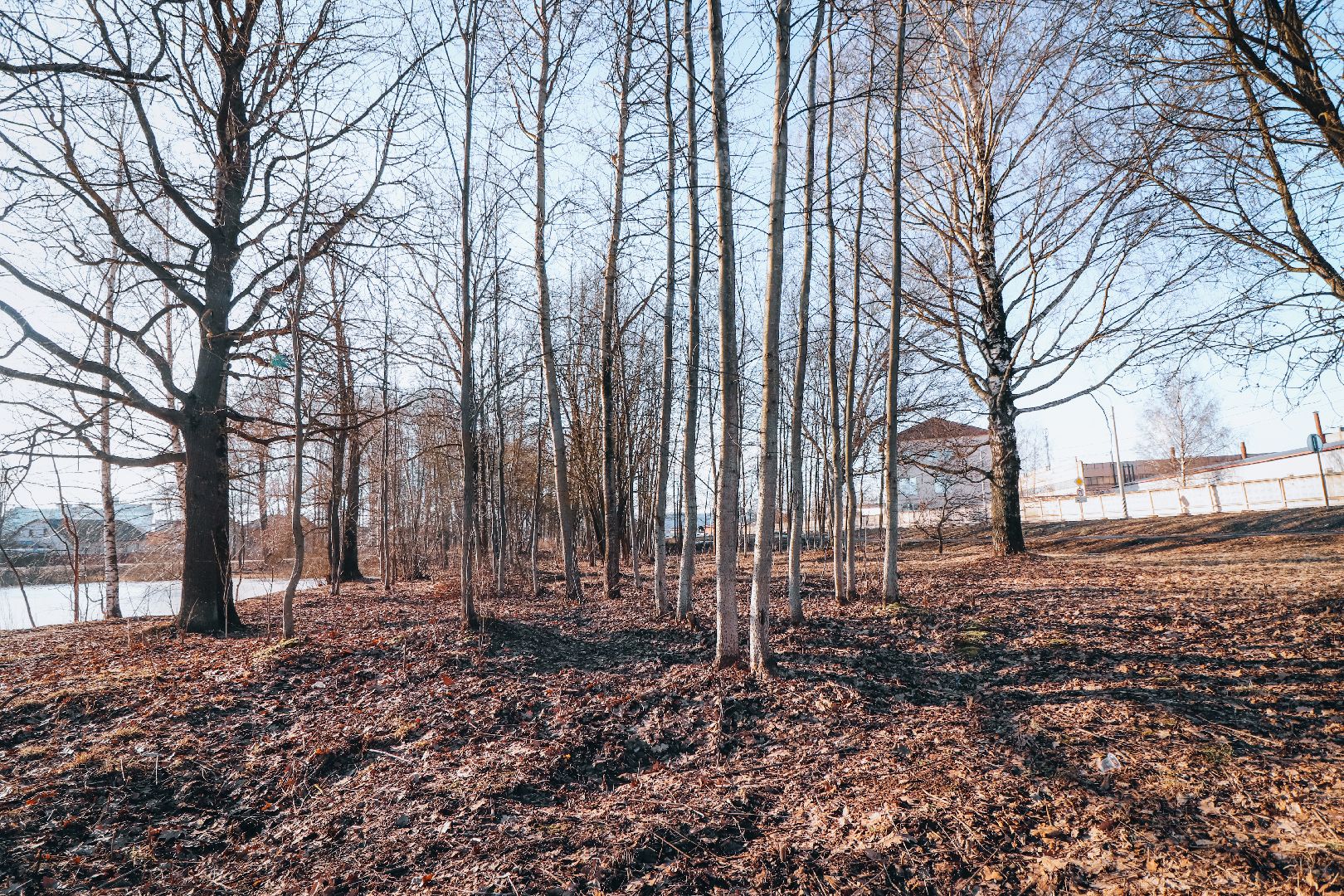 Клин, общество, ЖКХ, аварийные деревья, вертикалки,