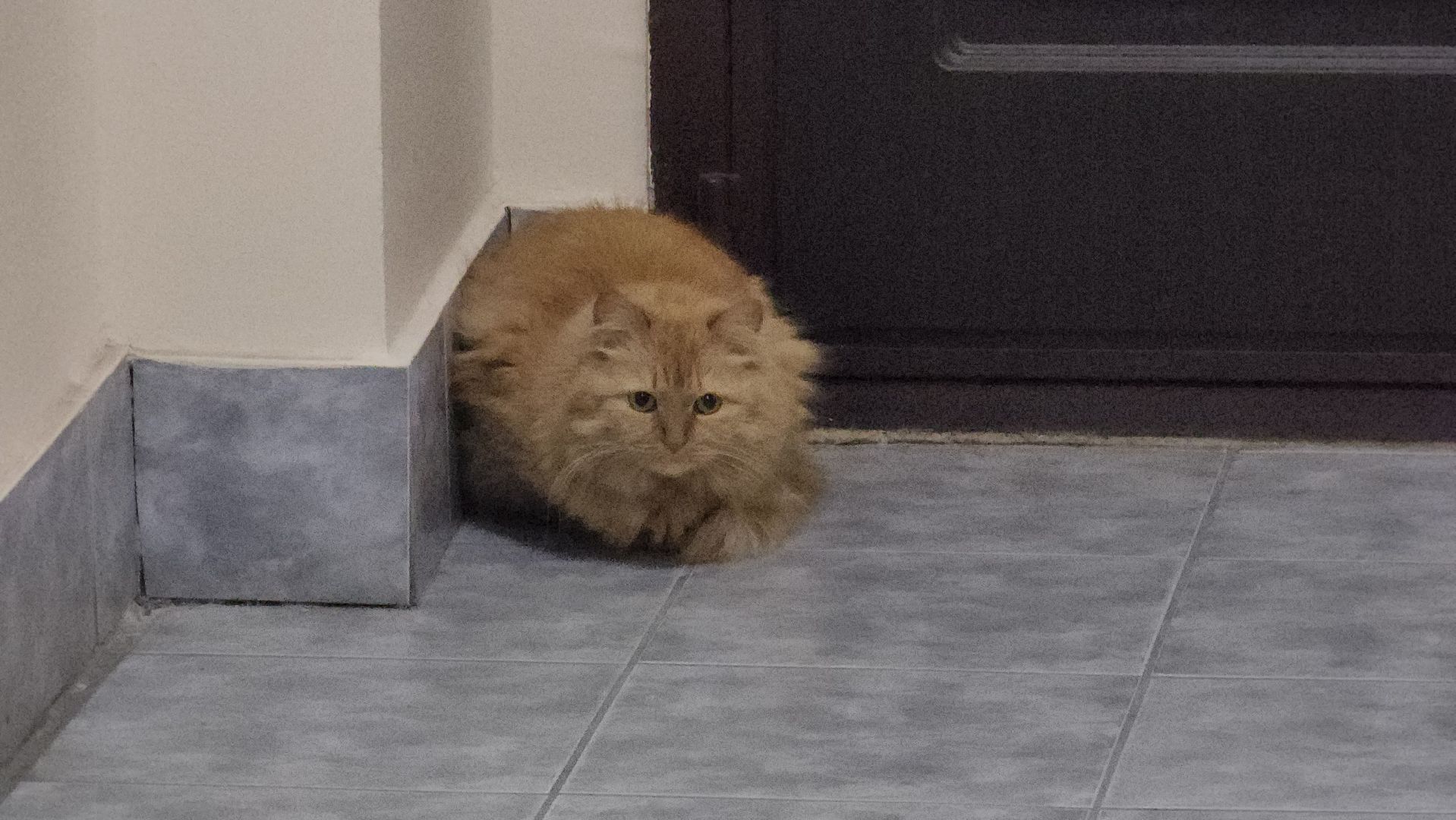 вертикалки, ремонт подъезда, красногорск,